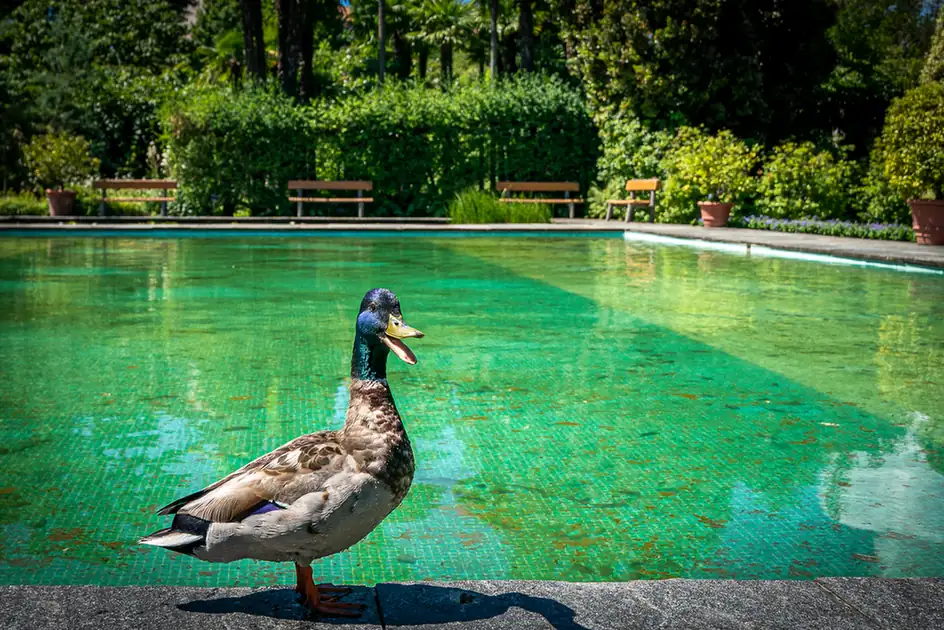 Ente vor einem türkisfarbenen Wasserbecken