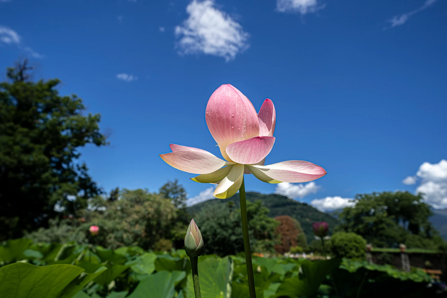 Rosa Blüte vor blauem Himmel am Lago Maggiore