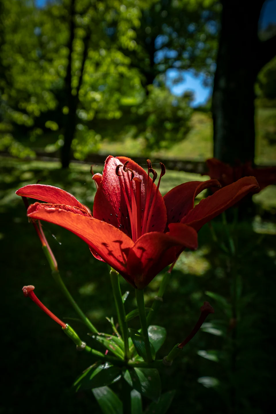 Rote Blüte im Garten am Lago Maggiore